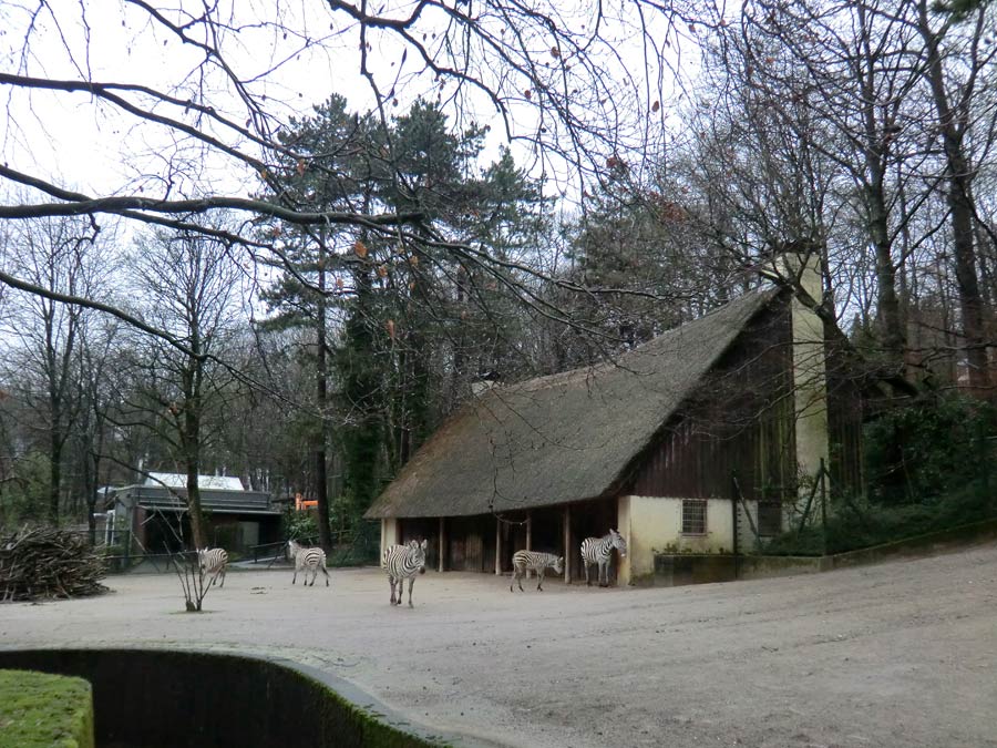 Afrika-Anlage mit Böhmzebras im Zoologischen Garten Wuppertal im Februar 2014