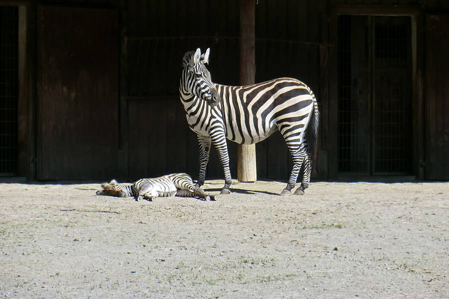 Böhmzebra mit Jungtier im Wuppertaler Zoo am 12. Juni 2014