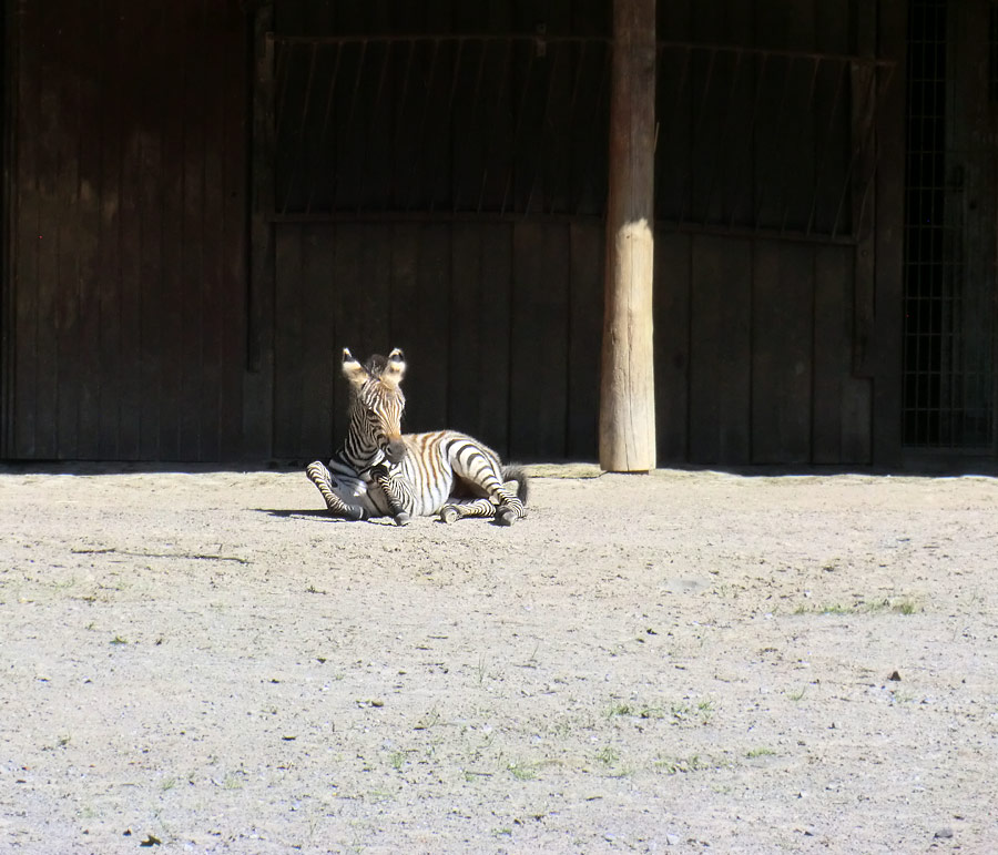 Böhmzebra-Jungtier im Zoo Wuppertal am 12. Juni 2014
