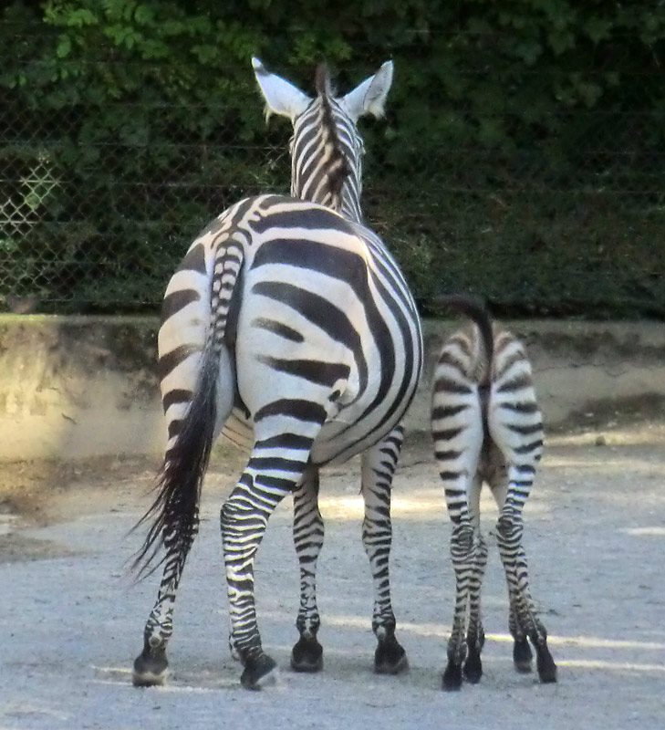 Böhmzebra mit Jungtier im Zoo Wuppertal am 12. Juni 2014