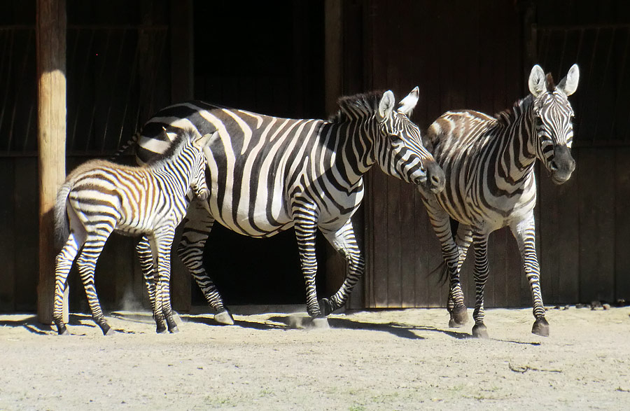 Böhmzebras mit Jungtier im Wuppertaler Zoo am 12. Juni 2014