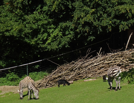 Böhmzebras mit Afrikanischen Zwergziegen am 11. September 2015 auf der Afrika-Anlage im Zoologischen Garten der Stadt Wuppertal