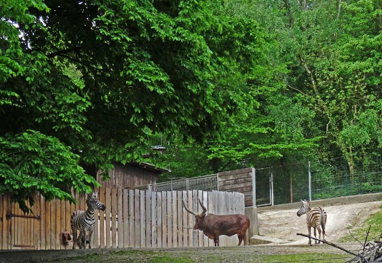 Das letzte Watussirind und zwei Böhmzebras am 12. Mai 2016 auf der Afrika-Anlage im Zoologischen Garten der Stadt Wuppertal