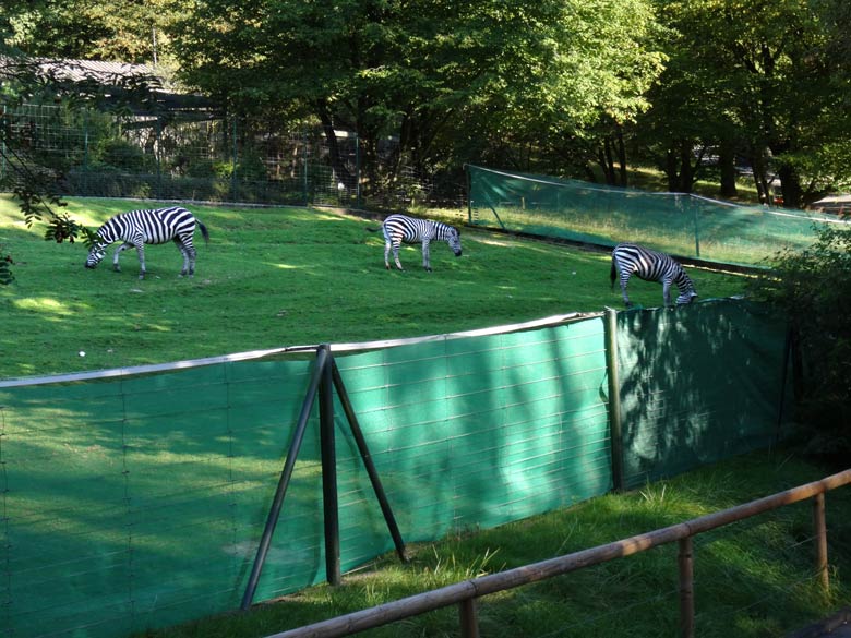 Drei Böhmzebras am 7. September 2016 auf der Afrika-Anlage im im Zoologischen Garten der Stadt Wuppertal