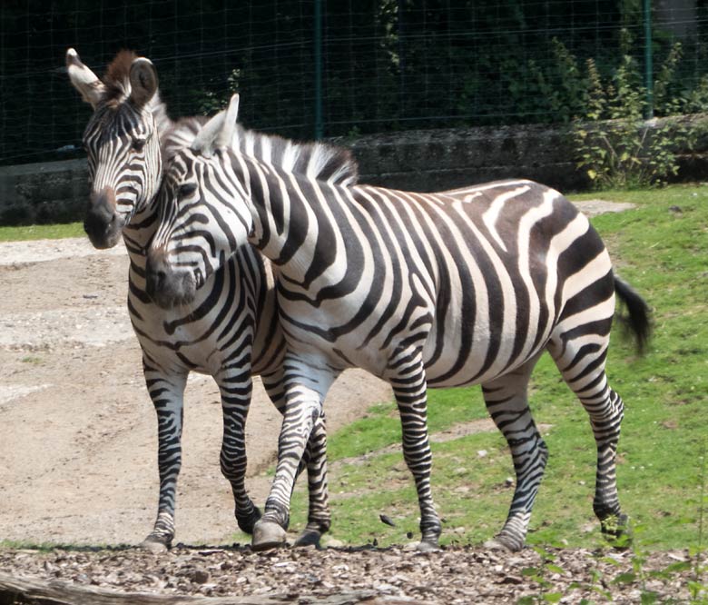 Zwei Böhmzebra-Weibchen am 9. Juni 2018 auf der Afrika-Anlage im Grünen Zoo Wuppertal