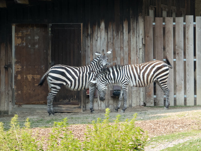 Zwei Böhmzebra-Weibchen am 9. Juni 2018 auf der Afrika-Anlage im Zoologischen Garten Wuppertal