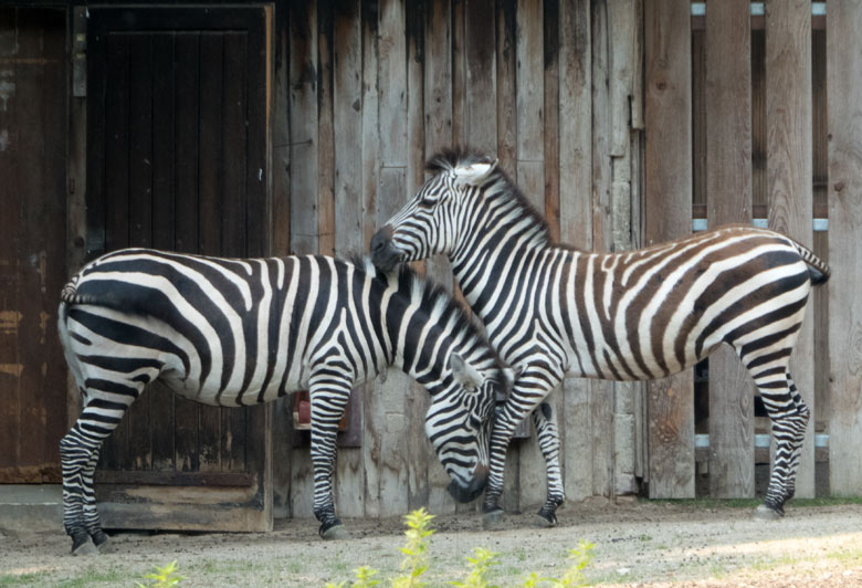 Zwei Böhmzebra-Weibchen am 9. Juni 2018 auf der Afrika-Anlage im Zoo Wuppertal