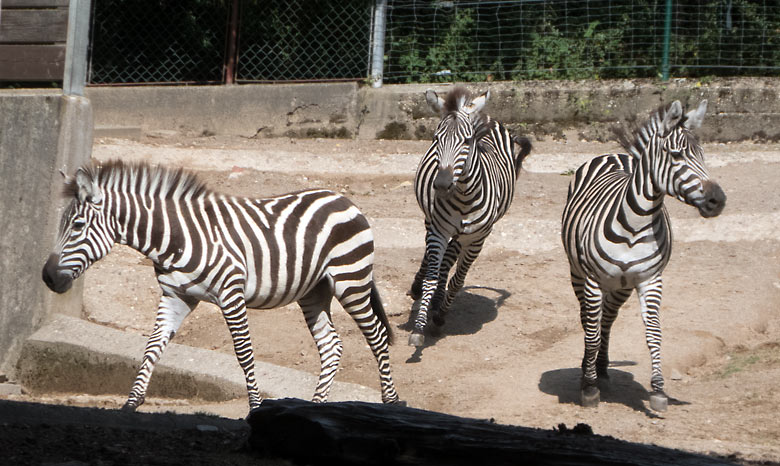 Drei Böhmzebras am 14. August 2018 auf der Afrika-Anlage im Grünen Zoo Wuppertal