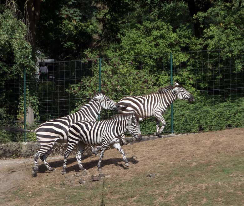 Drei Böhmzebras am 14. August 2018 auf der Afrika-Anlage im Zoo Wuppertal