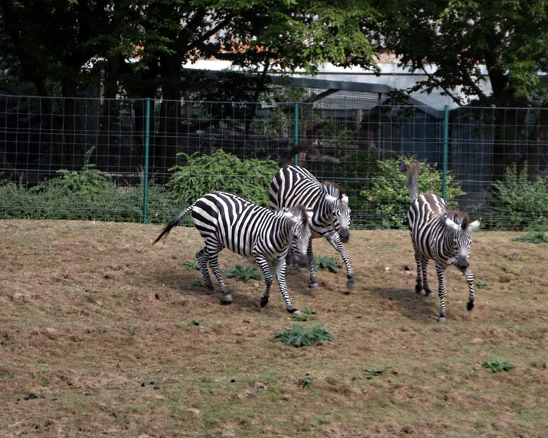 Drei Böhmzebras am 14. August 2018 auf der Afrika-Anlage im Wuppertaler Zoo