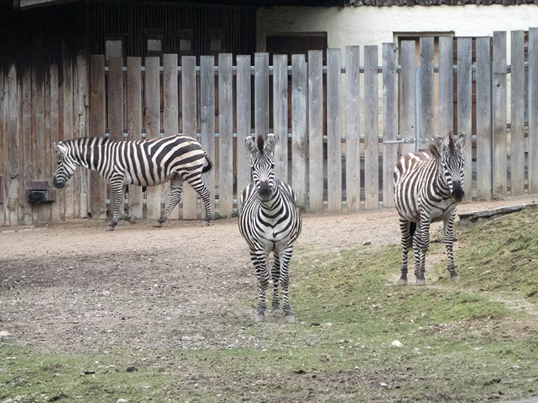 Böhmzebras am 2. März 2019 auf der Afrika-Anlage im Grünen Zoo Wuppertal