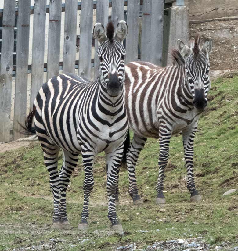 Böhmzebras am 2. März 2019 auf der Afrika-Anlage im Wuppertaler Zoo