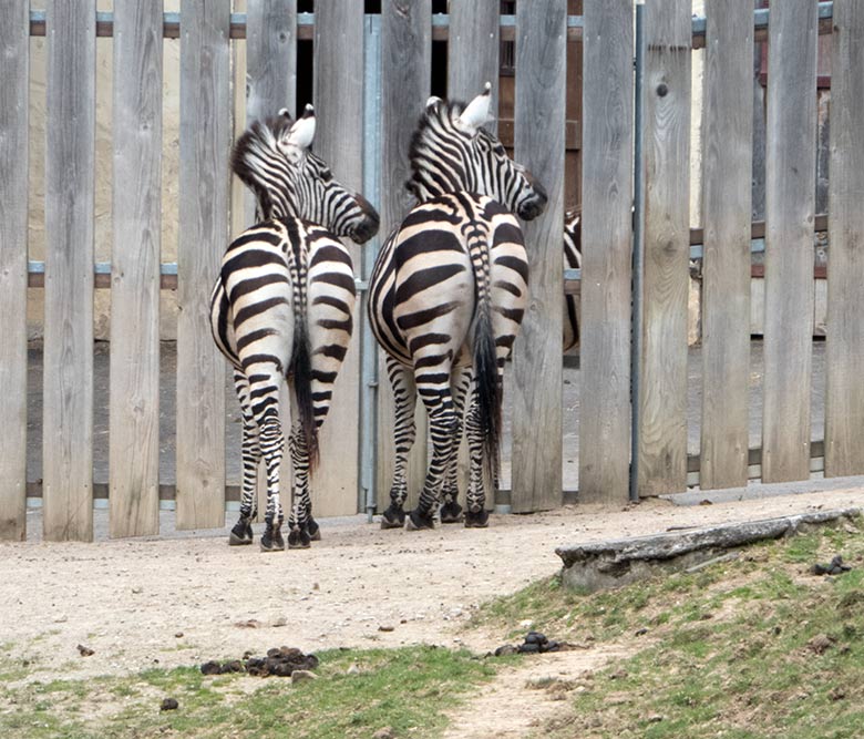 Zwei Böhmzebras beäugten am 12. April 2019 die neue Zebrastute hinter dem Bretterzaun auf der Afrika-Anlage im Zoo Wuppertal