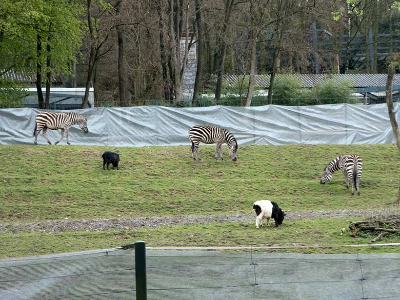 Böhmzebra-Hengst SETH und Böhmzebra-Stute FADILA mit ihrer Böhmzebra-Mutter DUMI am 13. April 2019 auf der mit einem Schattennetz (Sichtschutz) begrenzten Afrika-Anlage im Wuppertaler Zoo