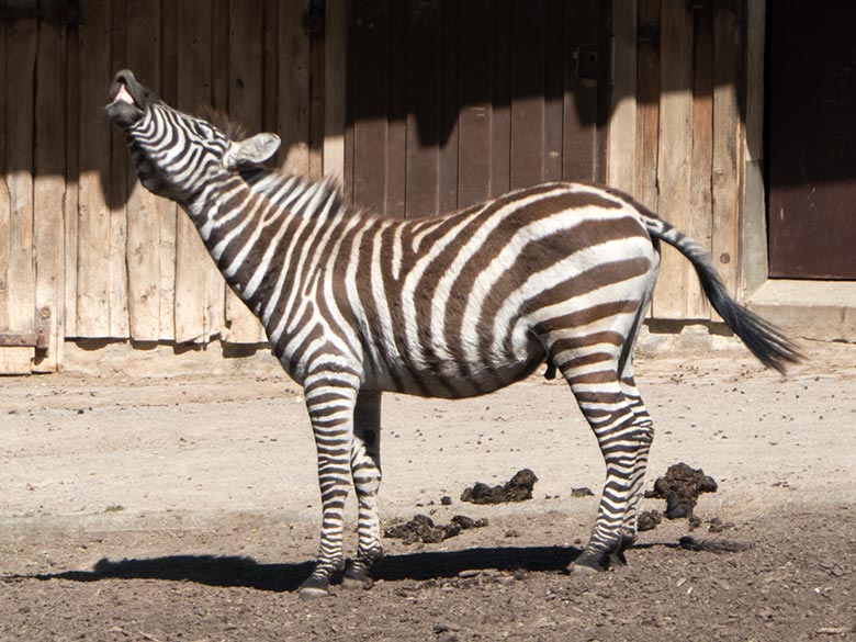 Böhmzebra-Hengst SETH am 19. April 2019 auf der Afrika-Anlage im Zoo Wuppertal