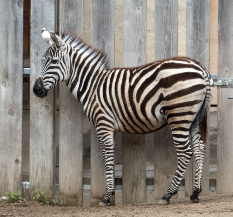 Böhmzebra-Stute CHARLOTT am 11. Mai 2019 auf der Afrika-Anlage im Zoologischen Garten der Stadt Wuppertal