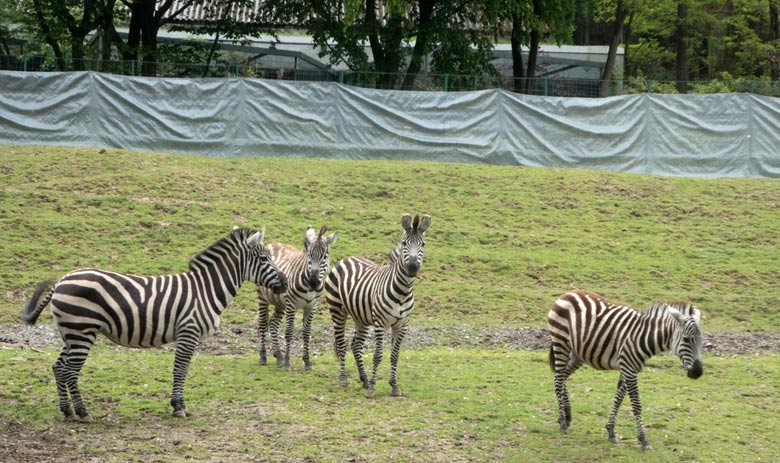 Böhmzebra-Stute DUMI mit Böhmzebra-Hengst SETH und Böhmzebra-Stute FADILA sowie Böhmzebra-Stute CHARLOTT am 11. Mai 2019 auf der Afrika-Anlage im Zoologischen Garten Wuppertal