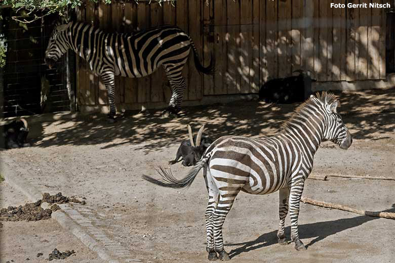 Böhmzebra am 14. September 2019 auf der Afrika-Anlage im Grünen Zoo Wuppertal (Foto Gerrit Nitsch)