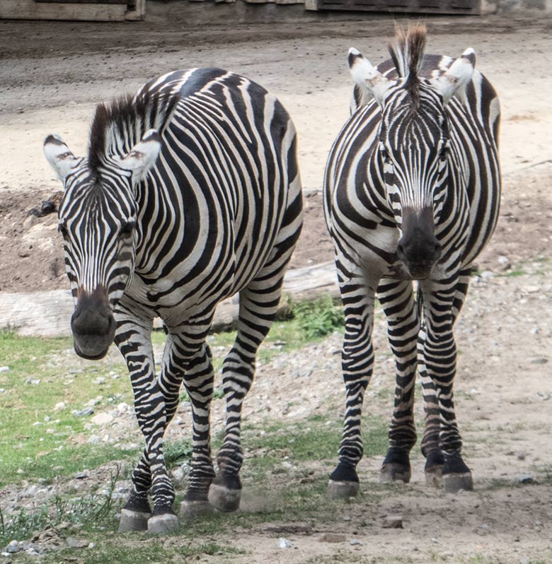 Böhmzebras am 22. September 2019 auf der Afrika-Anlage im Zoologischen Garten Wuppertal