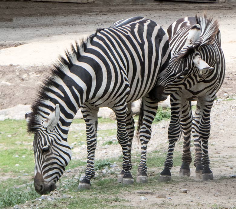 Böhmzebras am 22. September 2019 auf der Afrika-Anlage im Wuppertaler Zoo