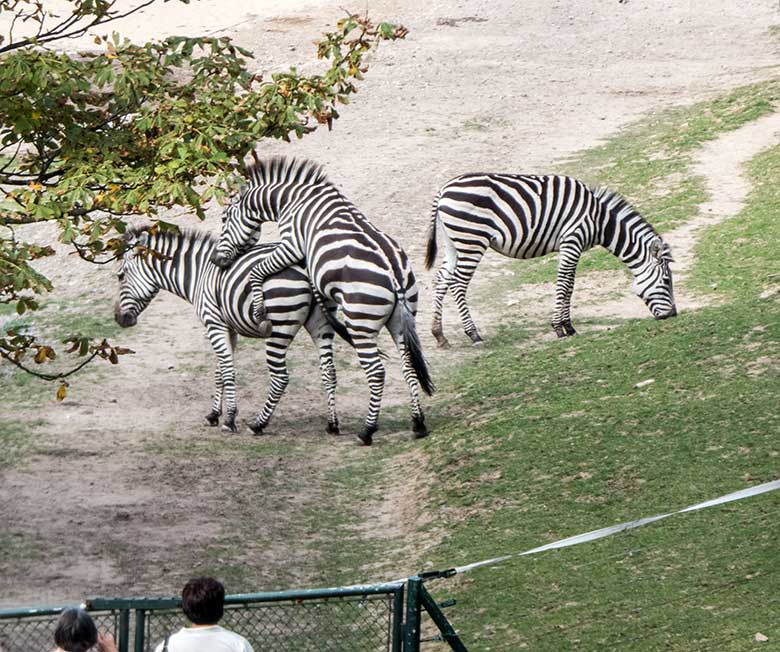 Böhmzebras am 22. September 2019 auf der Afrika-Anlage im Grünen Zoo Wuppertal