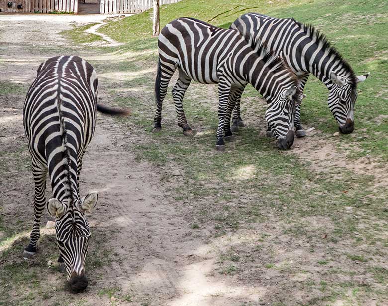 Böhmzebras am 22. September 2019 auf der Afrika-Anlage im Zoologischen Garten der Stadt Wuppertal