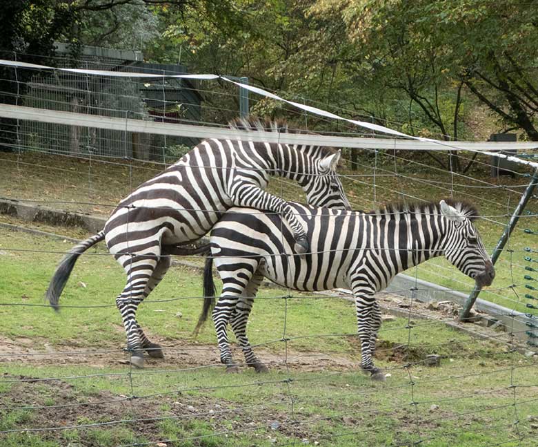 Paarende Böhmzebras am 24. September 2019 auf der Afrika-Anlage im Grünen Zoo Wuppertal