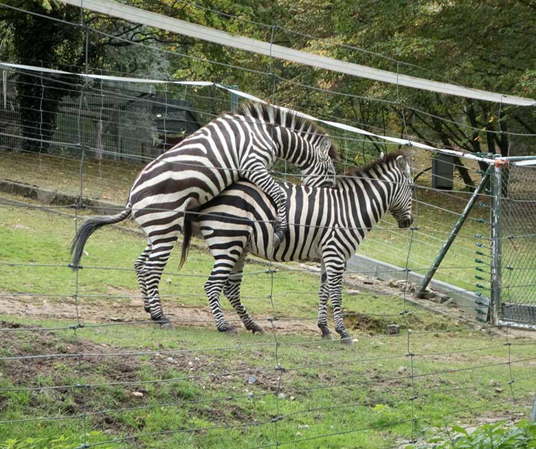 Böhmzebra-Paarung am 24. September 2019 auf der Afrika-Anlage im Grünen Zoo Wuppertal