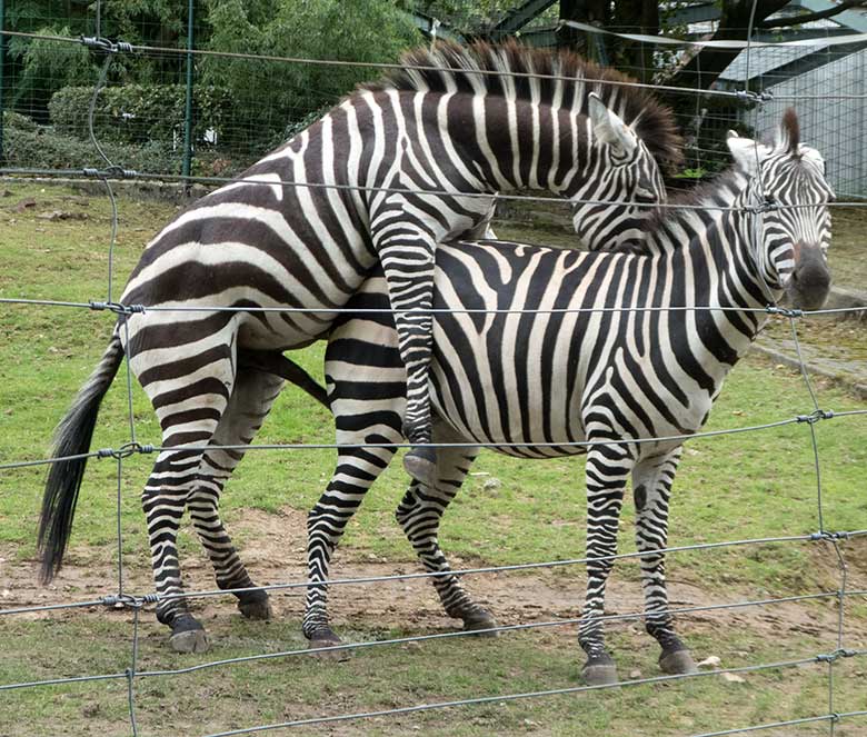 Böhmzebra-Paarung am 24. September 2019 auf der Afrika-Anlage im Zoologischen Garten Wuppertal