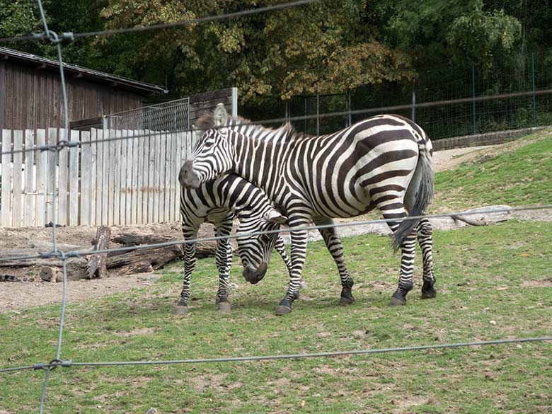 Böhmzebras am 24. September 2019 auf der Afrika-Anlage im Grünen Zoo Wuppertal