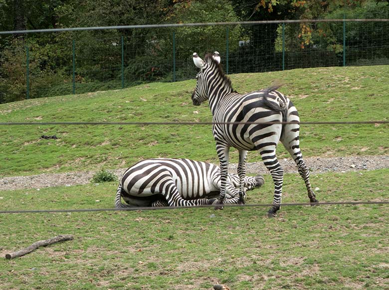 Böhmzebras am 24. September 2019 auf der Afrika-Anlage im Zoo Wuppertal