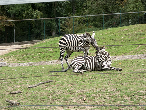 Böhmzebras am 24. September 2019 auf der Afrika-Anlage im Wuppertaler Zoo