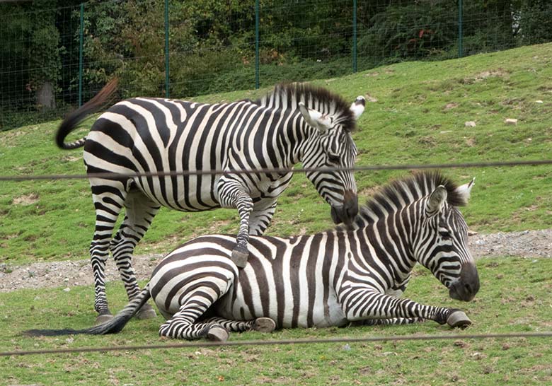 Böhmzebras am 24. September 2019 auf der Afrika-Anlage im Zoo Wuppertal
