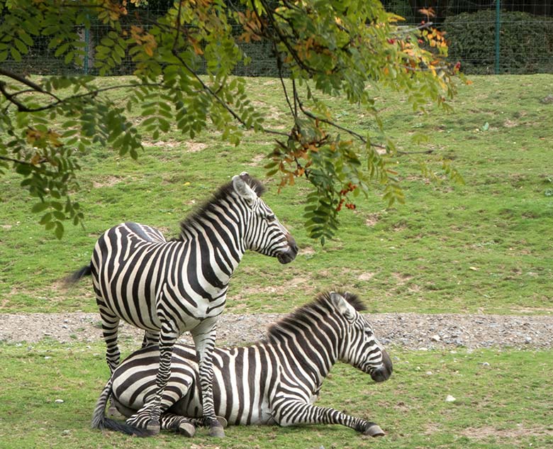 Böhmzebras am 24. September 2019 auf der Afrika-Anlage im Grünen Zoo Wuppertal