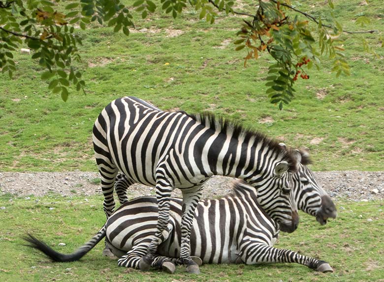 Böhmzebras am 24. September 2019 auf der Afrika-Anlage im Zoologischen Garten Wuppertal