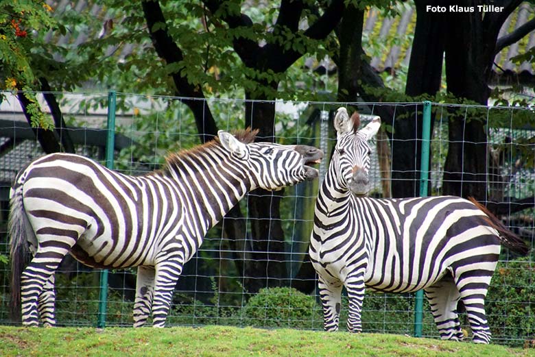 Böhmzebras am 30. September 2019 auf der Afrika-Anlage im Wuppertaler Zoo (Foto Klaus Tüller)
