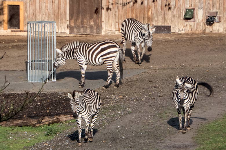 Böhmzebras an der neuen und noch leeren Heuraufe am 22. November 2019 auf der Afrika-Anlage im Wuppertaler Zoo