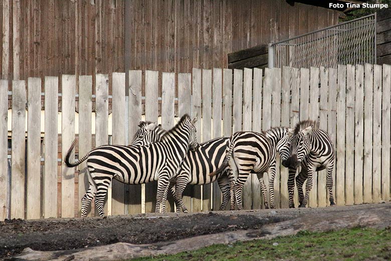 Böhmzebras am 24. November 2019 auf der Afrika-Anlage im Zoologischen Garten Wuppertal (Foto Tina Stumpe)