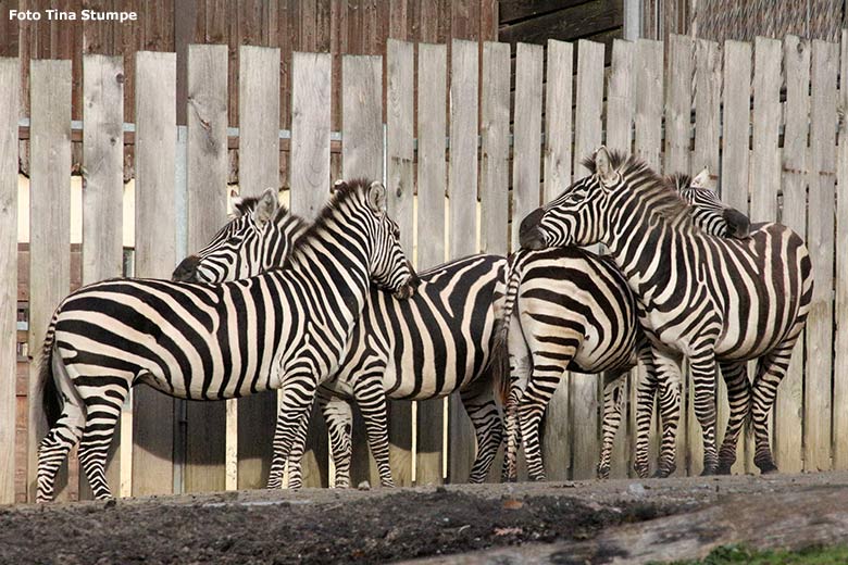Böhmzebras am 24. November 2019 auf der Afrika-Anlage im Wuppertaler Zoo (Foto Tina Stumpe)
