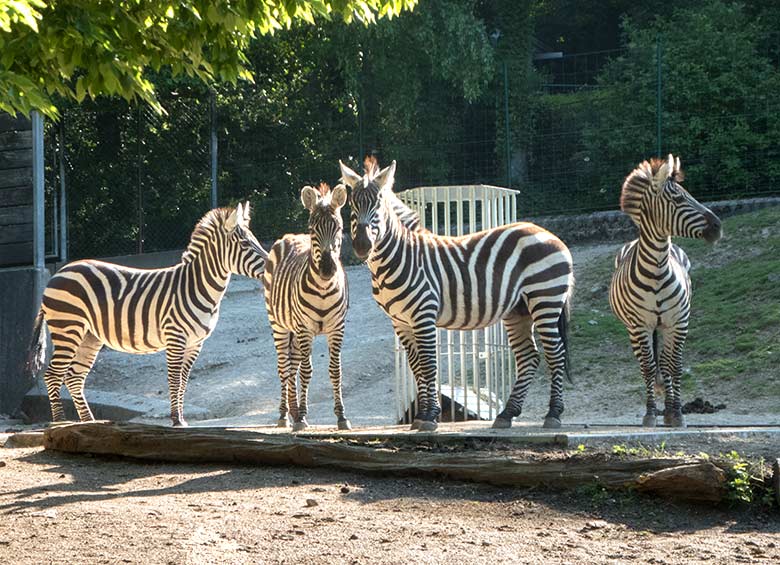 Böhmzebra-Hengst mit drei Böhmzebra-Stuten am 15. Mai 2020 auf der Afrika-Anlage im Grünen Zoo Wuppertal