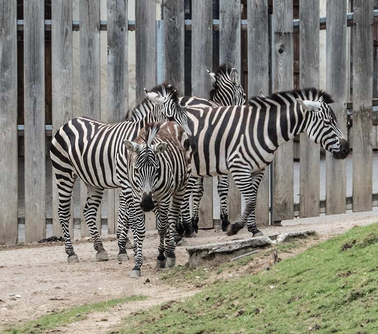 Vier Böhmzebras am 29. Juni 2020 auf der Afrika-Anlage im Grünen Zoo Wuppertal