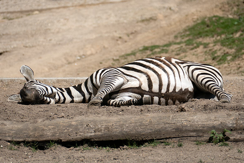 Ruhendes Böhmzebra am 5. August 2020 auf der Afrika-Anlage im Wuppertaler Zoo