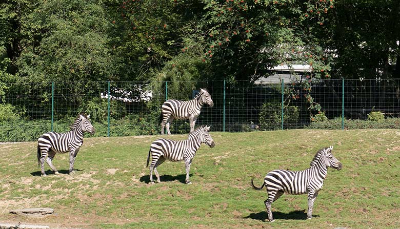 Vier Böhmzebras im nachmittäglichen Sonnenlicht am 7. August 2020 auf der Afrika-Anlage im Grünen Zoo Wuppertal