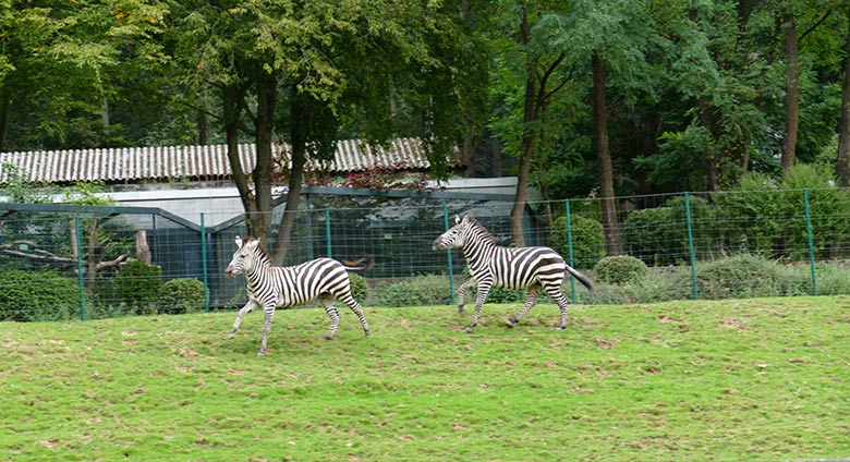 Böhmzebras am 8. September 2020 auf der Afrika-Anlage im Grünen Zoo Wuppertal