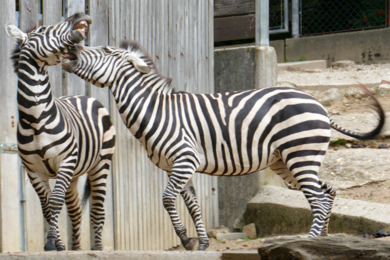Böhmzebras am 8. September 2020 auf der Afrika-Anlage im Zoo Wuppertal
