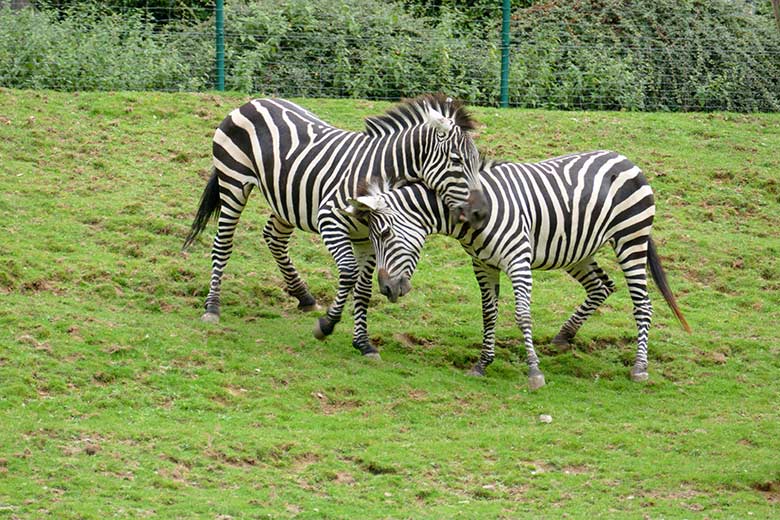Böhmzebras am 8. September 2020 auf der Afrika-Anlage im Wuppertaler Zoo