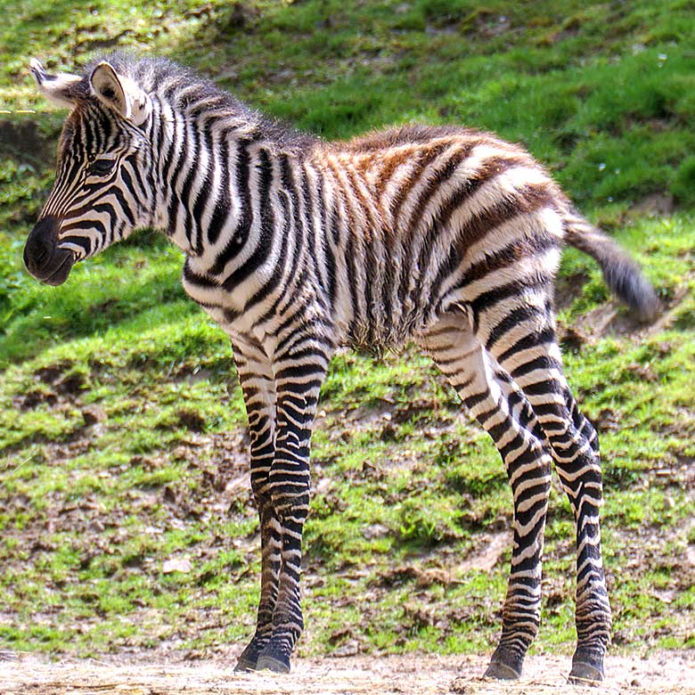 Männliches Böhmzebra-Jungtier am 28. Mai 2021 auf der Afrika-Anlage im Grünen Zoo Wuppertal