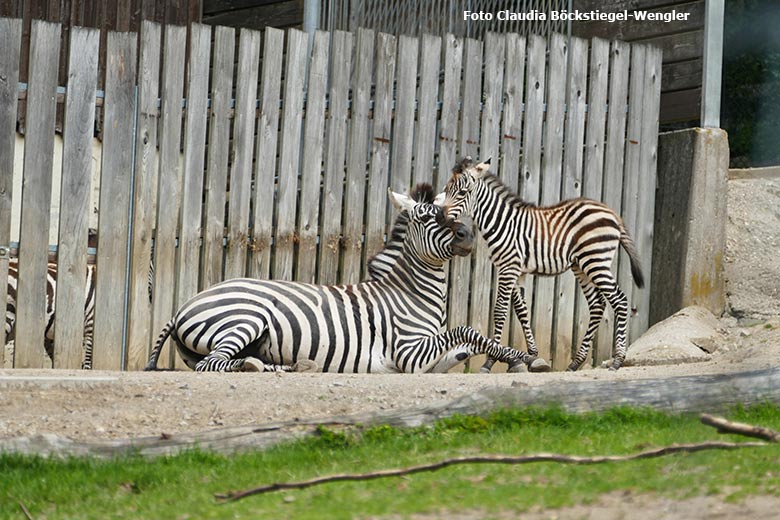 Böhmzebra-Stute FADILA mit dem noch namenlosen Böhmzebra-Fohlen am 4. Juni 2021 auf der Afrika-Anlage im Grünen Zoo Wuppertal (Foto Claudia Böckstiegel-Wengler)