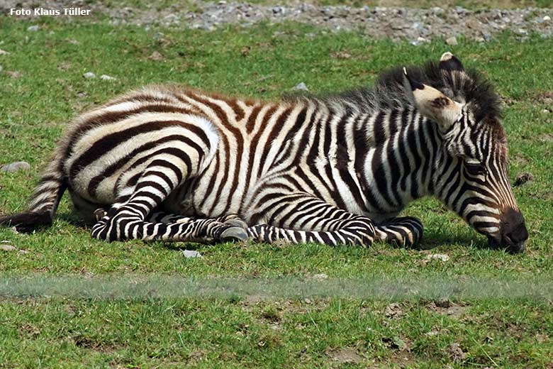Noch namenloses männliches Böhmzebra-Jungtier am 9. Juni 2021 auf der Afrika-Anlage im Wuppertaler Zoo (Foto Klaus Tüller)