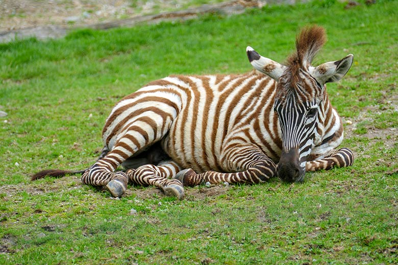 Böhmzebra-Jungtier am 21. August 2021 auf der Afrika-Anlage im Grünen Zoo Wuppertal